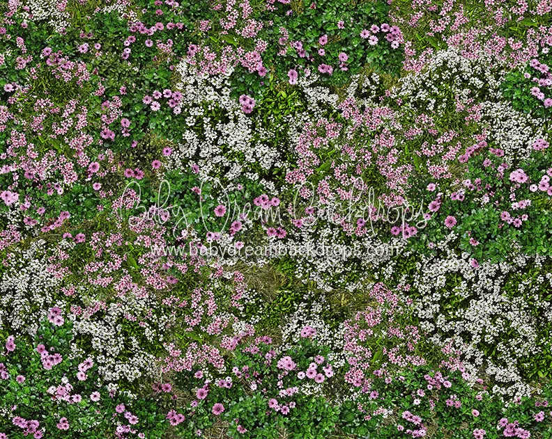 First Blooms of Spring Meadow Floor (CC)