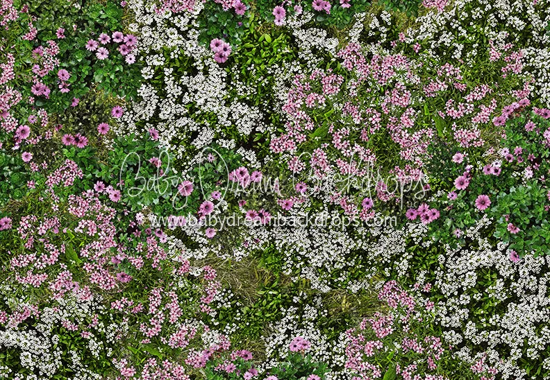 First Blooms of Spring Meadow Floor (CC)