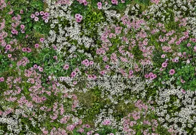 First Blooms of Spring Meadow Floor (CC)