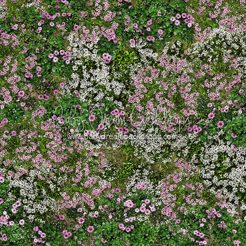 First Blooms of Spring Meadow Floor (CC)